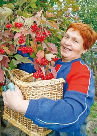 Калина красная - защита прекрасная